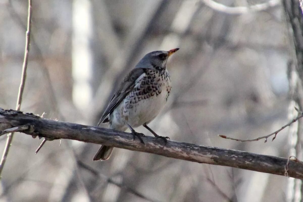 Птицы западной сибири фото Fieldfare (Turdus pilaris). Birds of Siberia.