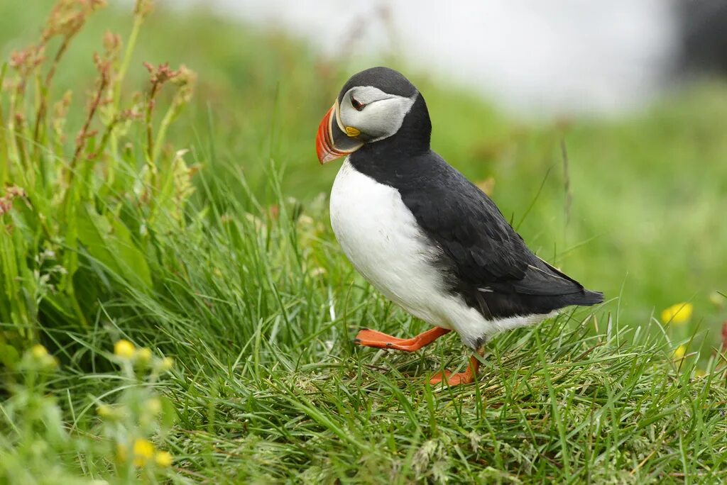 Птицы земли фото ipernity: Fratercula arctica, Atlantic Puffin, Borgarfjordur, Iceland - by Xata