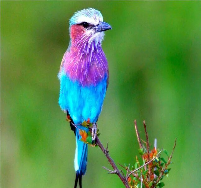 Птицы земли фото Pin by Roxane Bastide on Beau zozio Lilac breasted roller, Birds, Color splash