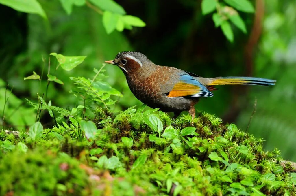 Птицы живут в лесах фото Sushyue Liao birds Экзотические птицы, Фотоискусство, Тропики