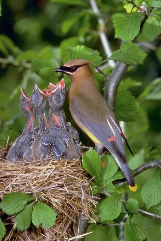 Птицы живут в лесах фото anne kuş ve yavruları Beautiful birds, Bird photo, Bird