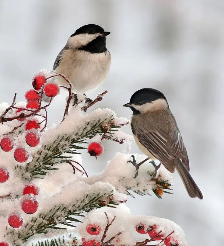 Птицы зимой фото birds chickadees - Google Search Backyard birds, Bird pictures, Backyard birds s