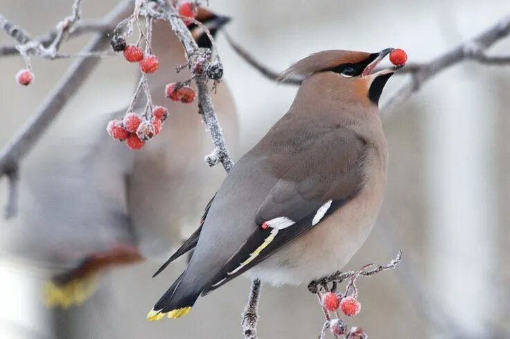 Птицы зимы фото с названиями Learn about winter berries and birds! Feeding birds in winter, Winter bird, Bird