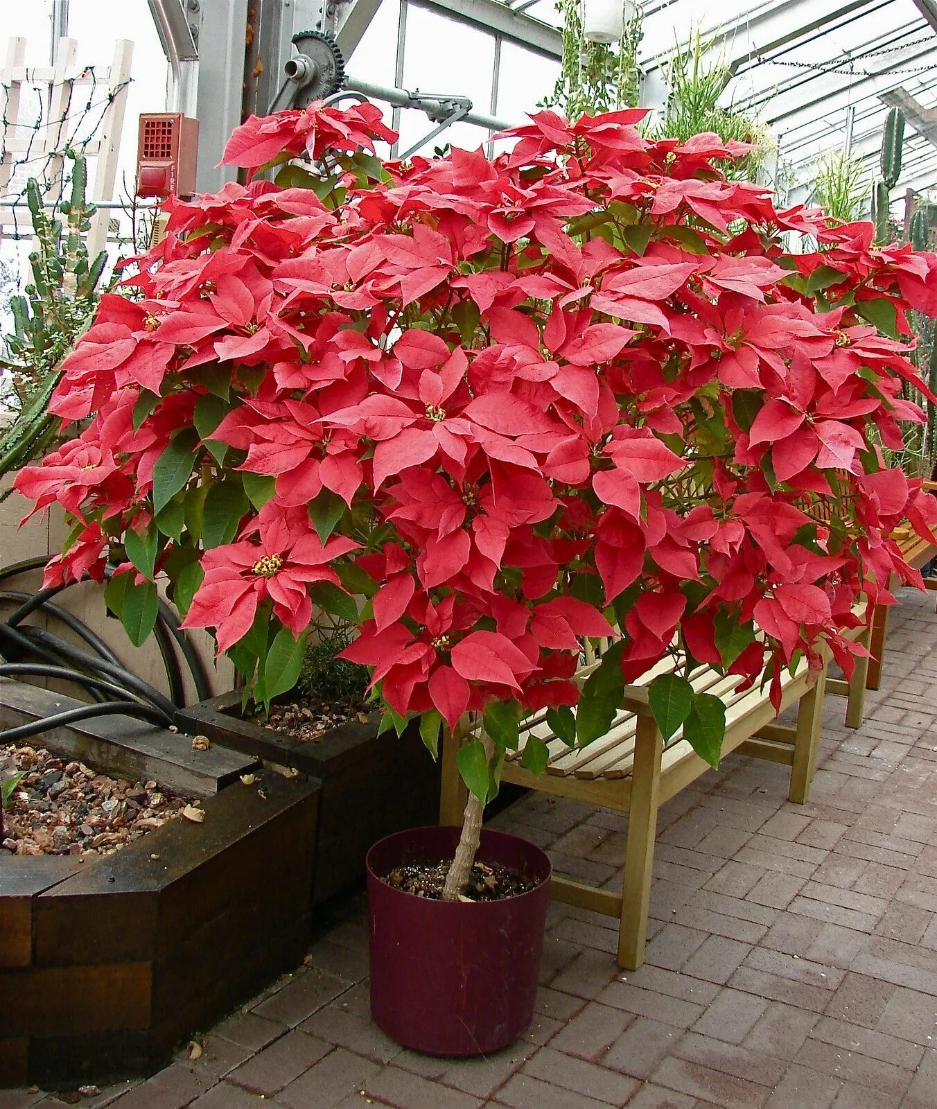 Пуансетия уход в домашних условиях фото Poinsettia Tree Still Growing Poinsettia plant, Poinsettia tree, Indoor flowers