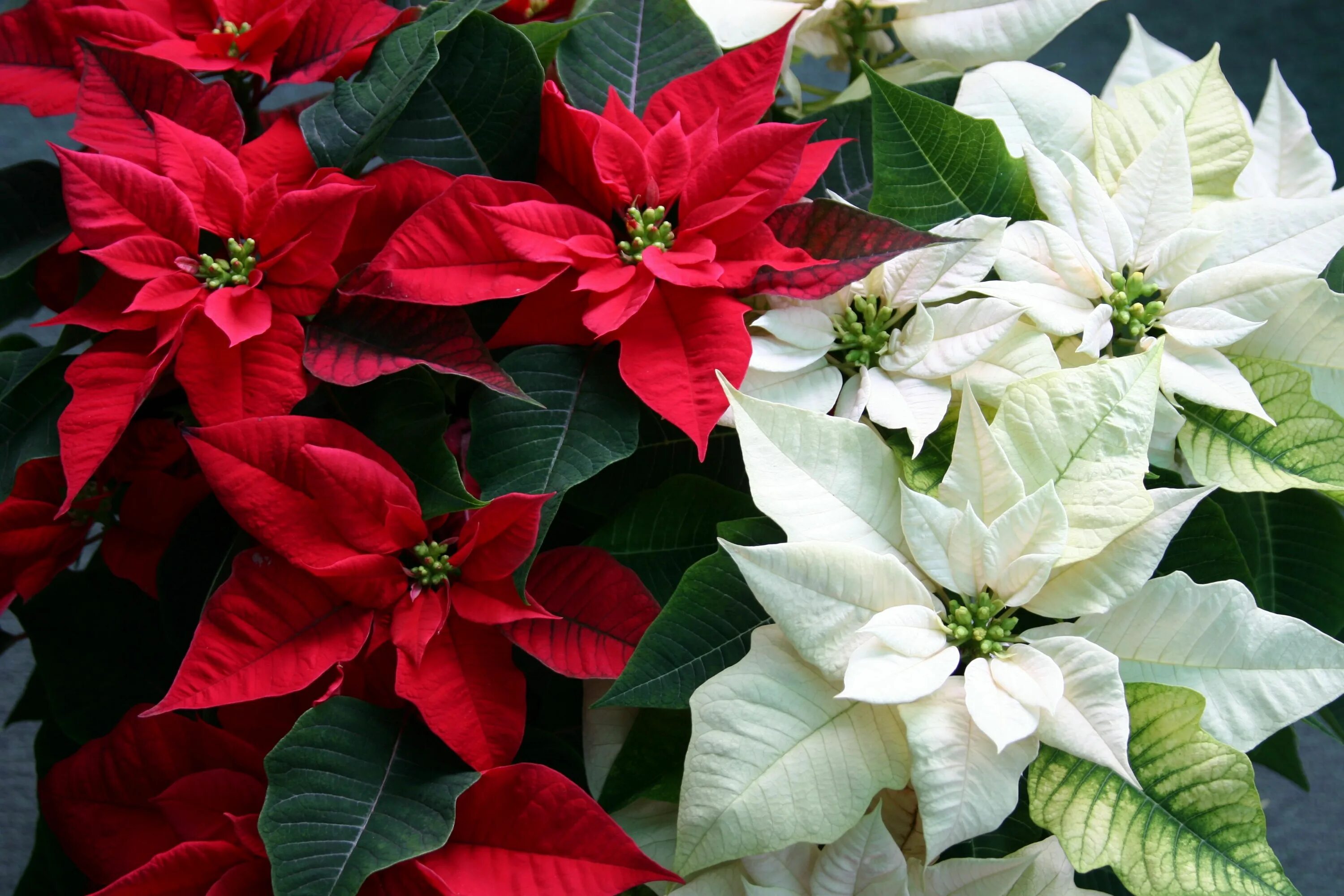 Пуансетия уход в домашних условиях фото This Is How to Make Your Poinsettia Bloom Again Next Year Poinsettia plant, Chri