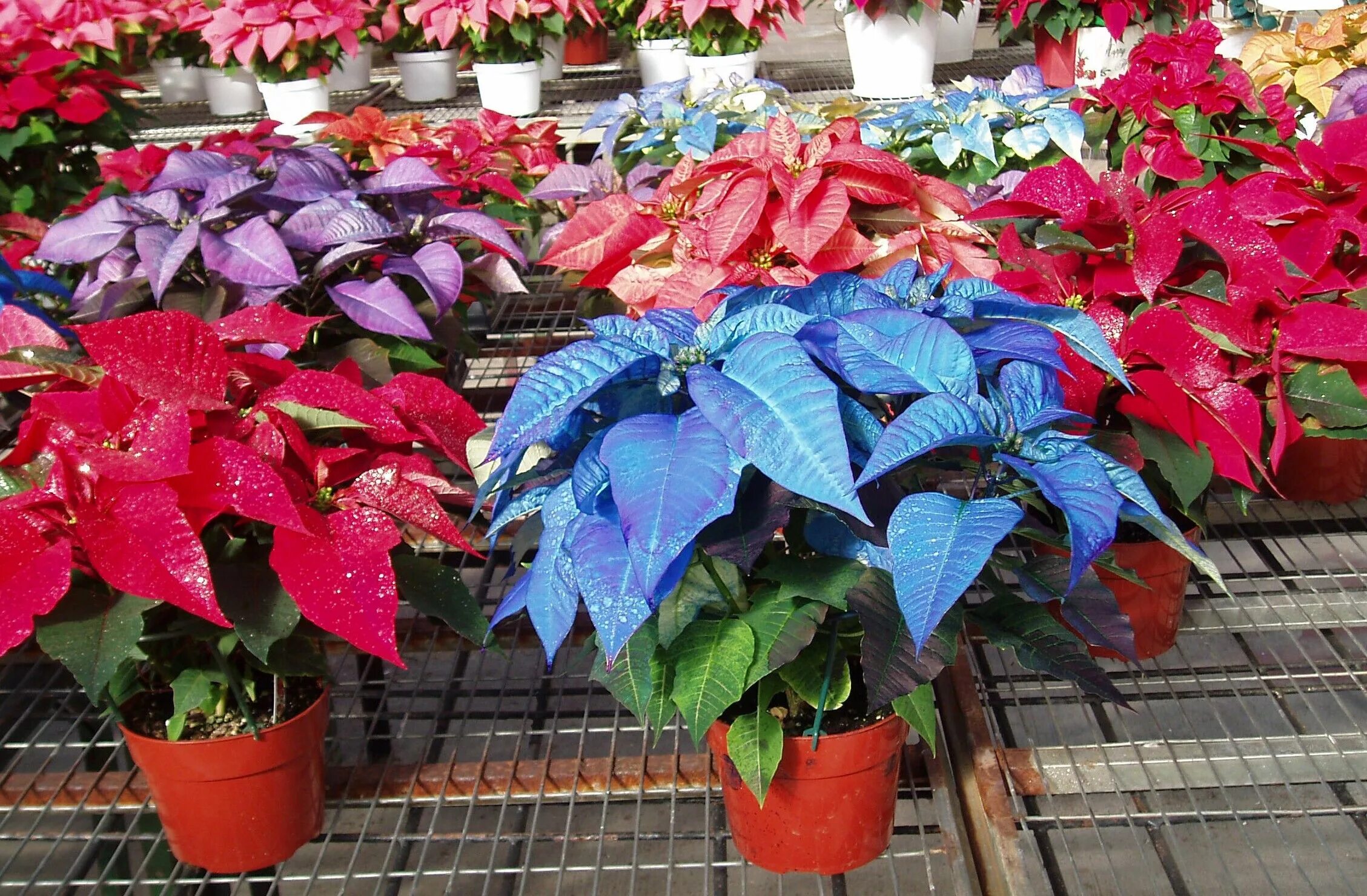 Пуансетия уход в домашних условиях фото pointsetta - Bing Images Poinsettia plant, Order flowers online, Plants