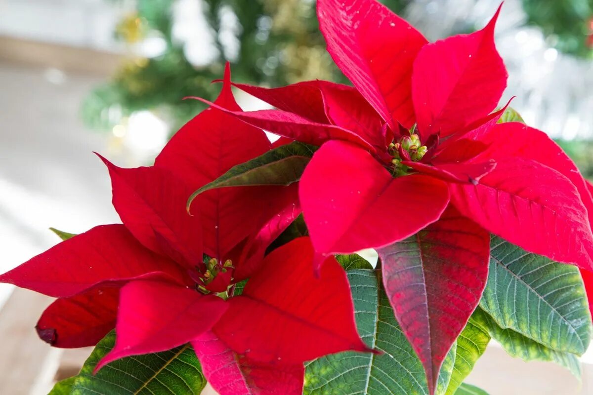 Пуансеттия фото цветов Tips On The Care Of Poinsettia Plants Gardening Know How