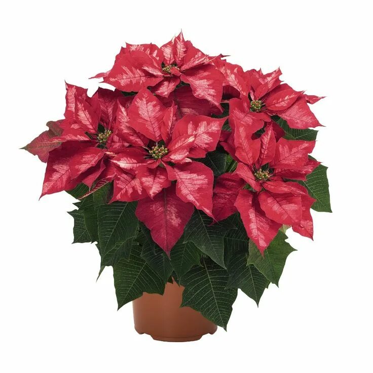 Пуансеттия фото в домашних условиях Poinsettia - Ice Punch Poinsettia, Holiday, Holiday icon