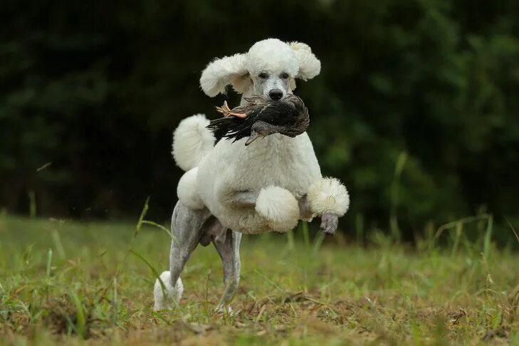 Пудель фото собаки Facts About the Standard Poodle That You May Not Know