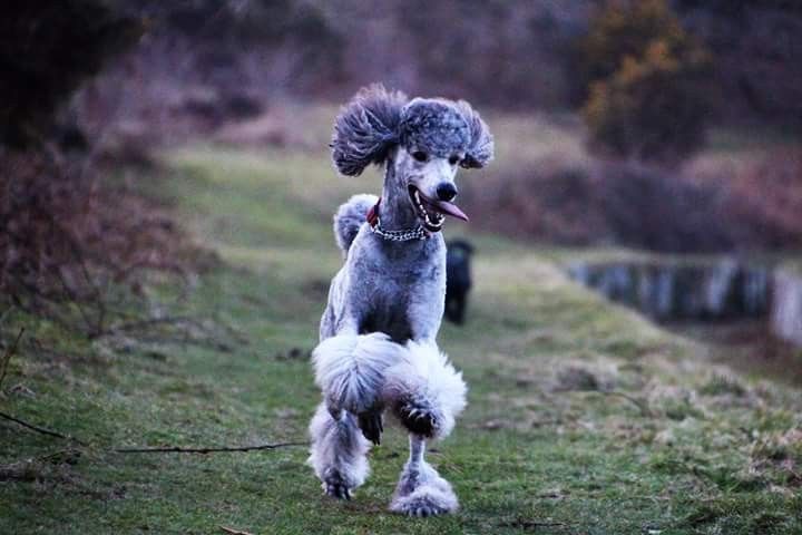 Пудель французский фото Pin on Airborne Poodles in 2024 Pretty poodles, Pet dogs, Poodle mix