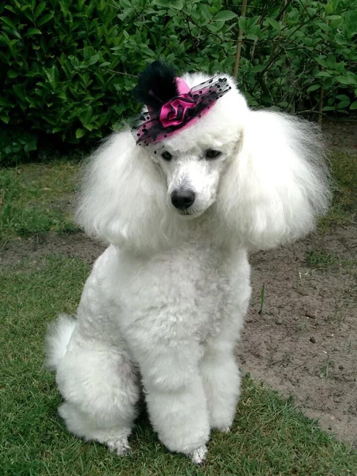 Пудель французский фото Beautiful Bailey https://www.facebook.com/natasja.devries.75 Poodle puppy, Poodl