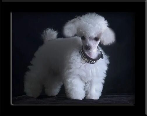 Пудель французский фото the TOY POODLE- the poodle comes in many sizes- the standard, toy, and giant. th