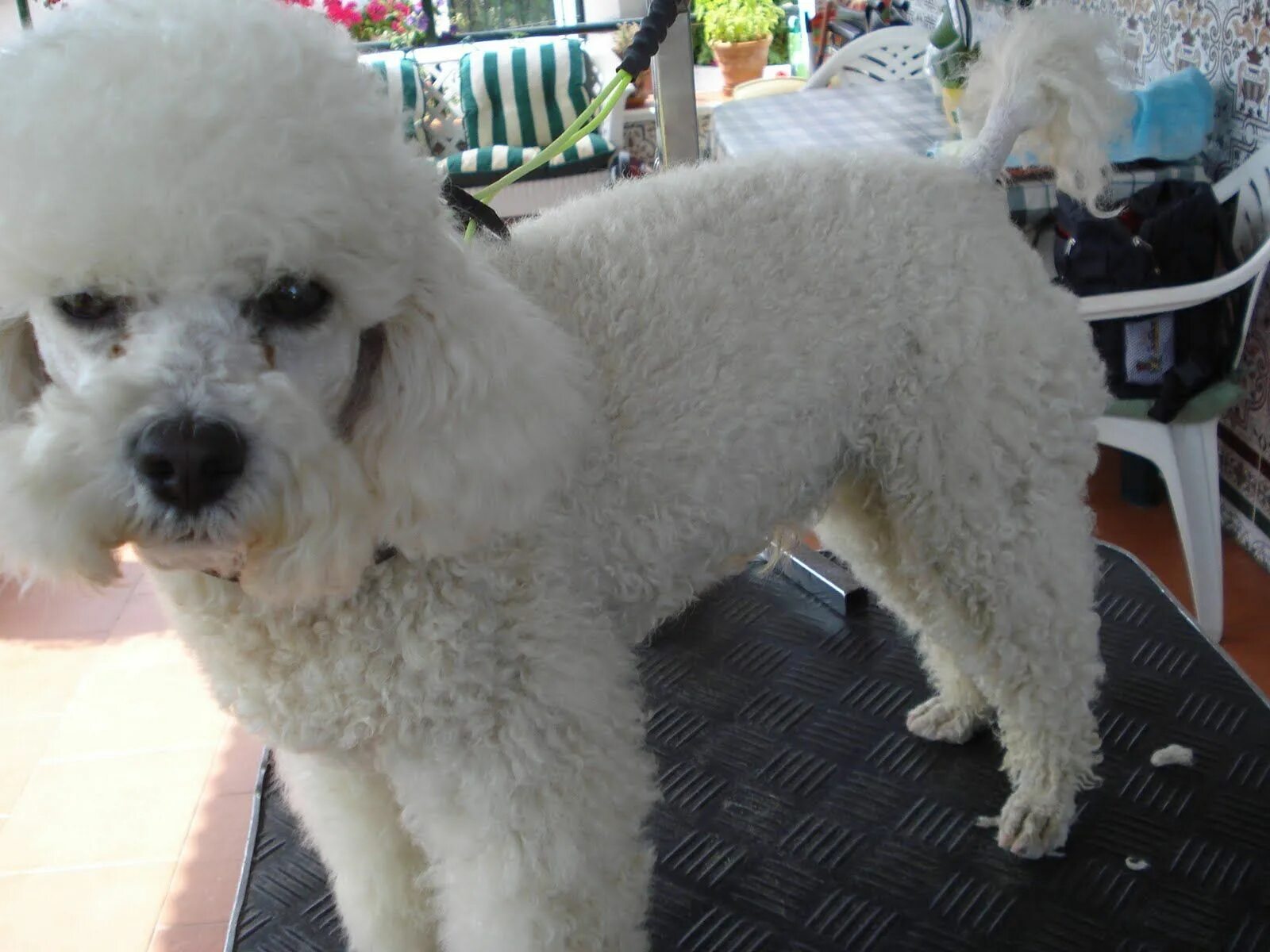 Пудель французский фото poodle haircuts pictures ... 169128: Alfie - The Miniature Poodle - LAMB Cut wit