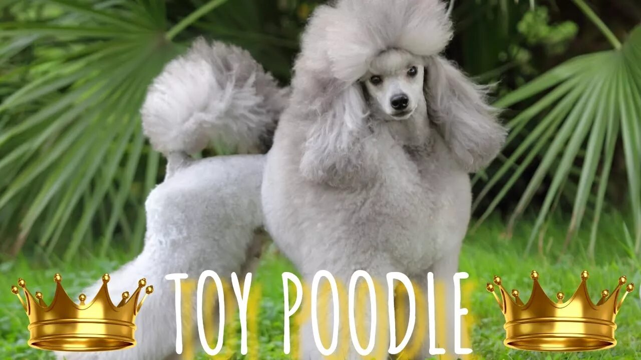 Пудель французский фото Evde ve Apartmanda Bakılabilecek Poodle Zeki Köpek Cinsi #KÖPEK #DOG #EVDEBAKILA