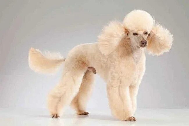 Пудель французский фото 40 Poodle Haircuts You'll Definitely Love - HairstyleCamp Poodle cuts, Poodle ha