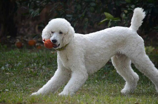 Пудель французский фото The truths that only poodle owners know and understand Poodle, Poodle dog, Dog a