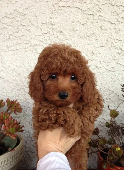 Пудель карликовый коричневый фото Look at those Eyes!! Heart melted <3 #Music #IndieArtist #Chicago Toy poodle 