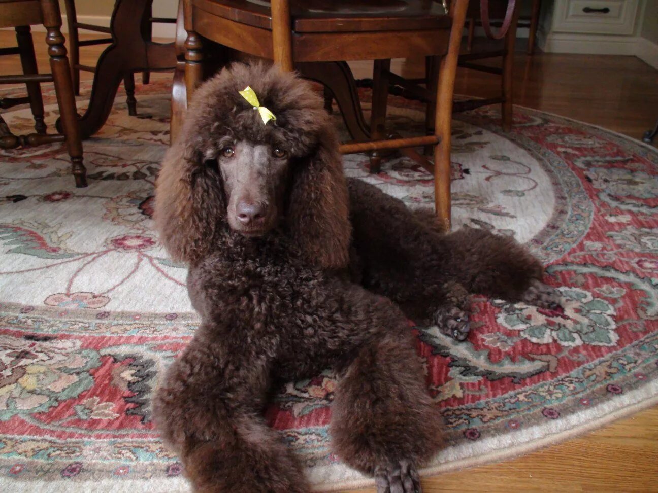 Пудель карликовый коричневый фото The Brown Poodle Thread Poodle, Standard poodle, Standard poodle haircuts