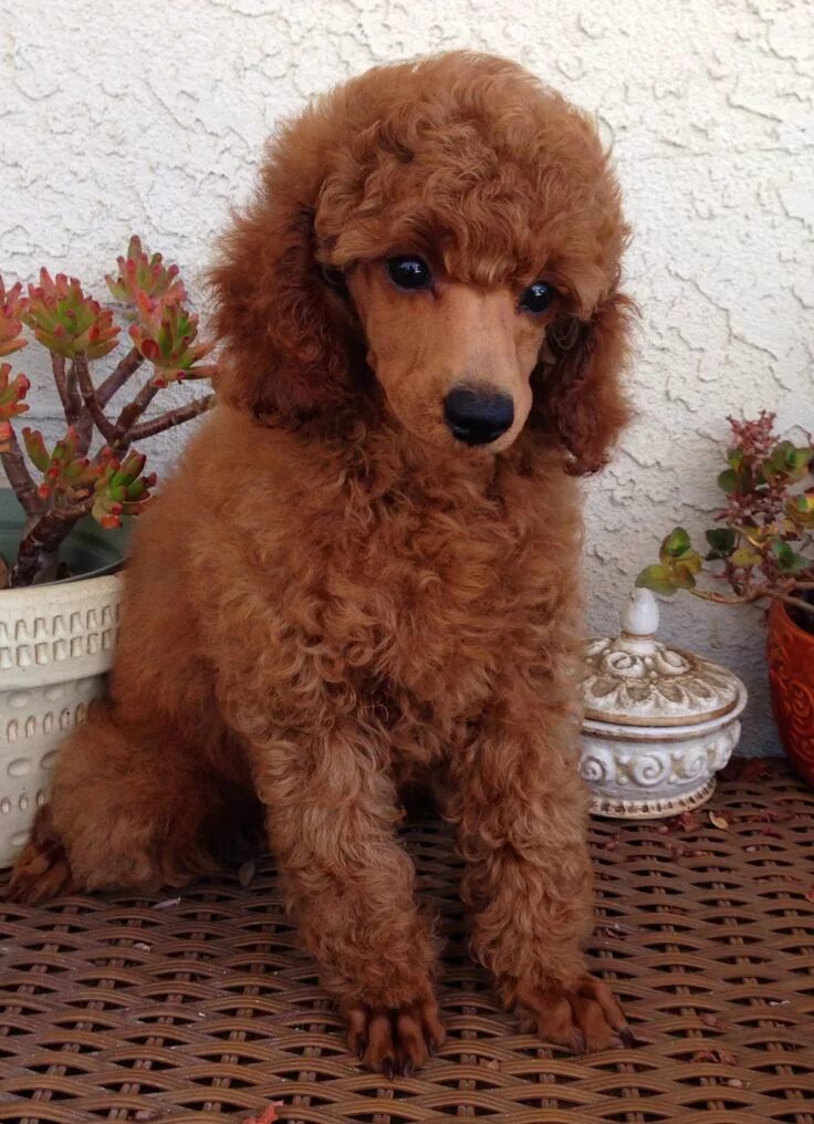 Пудель карликовый коричневый фото Red Mini Poodle Puppy at West Coast Poodles