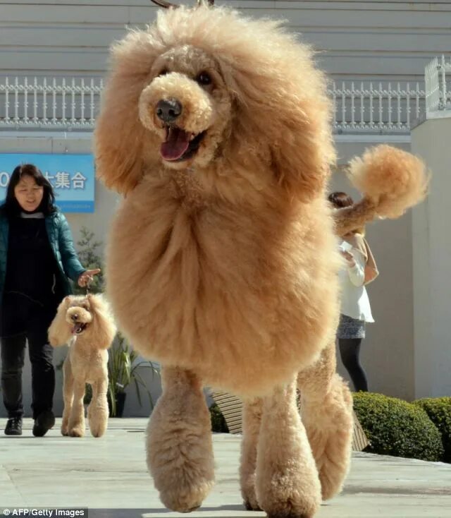 Пудель лев фото 100 dogs as lions celebrate Japanese shop celebrates mascot's 100th Poodle hairc