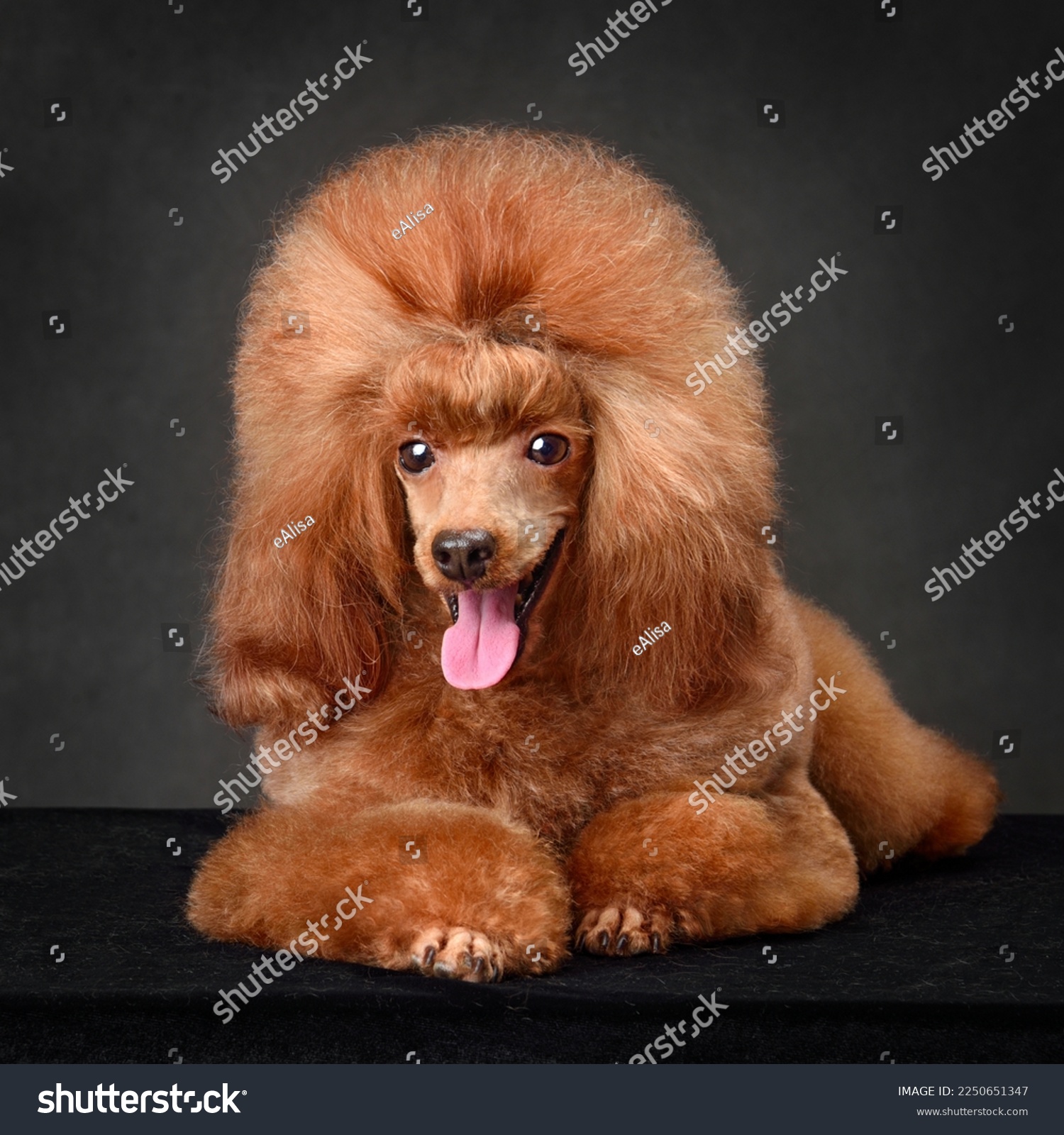 Пудель лев фото 4 112 рез. по запросу "Apricot toy poodle" - изображения, стоковые фотографии, т