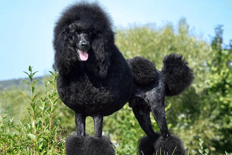 Пудель лев фото Poodle Cuts: 15 Best Haircuts For Poodles - Marvelous Dogs