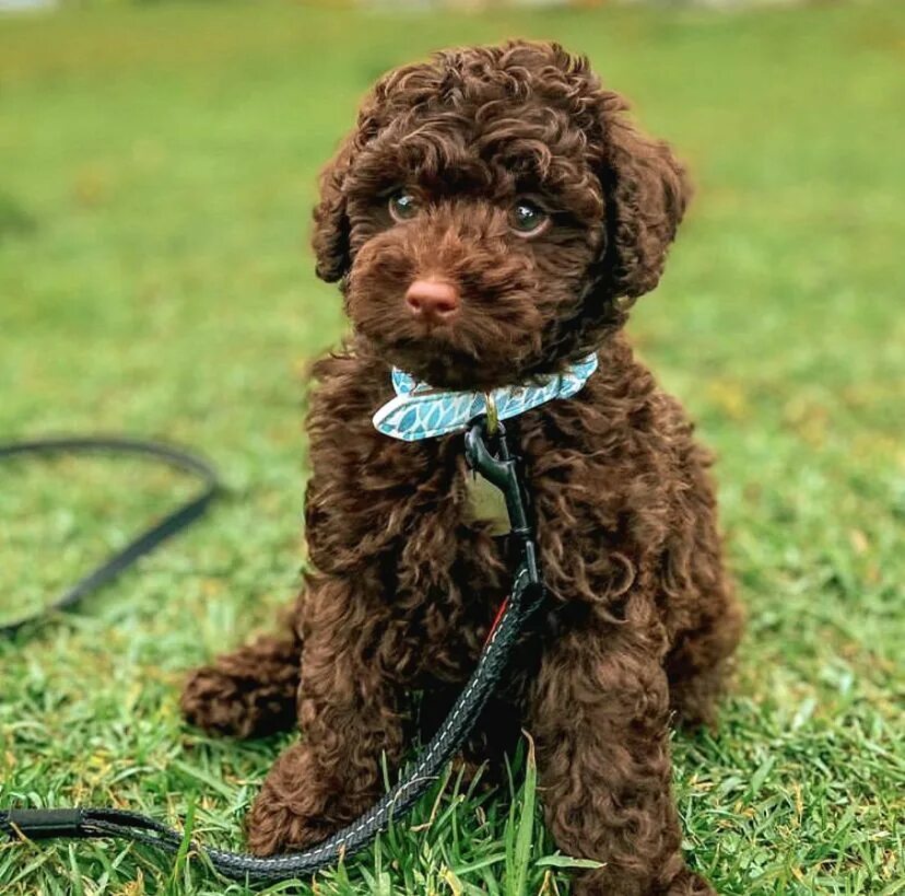 Пудель мини коричневый фото Chocolate Poodle Disi Yavrumuz