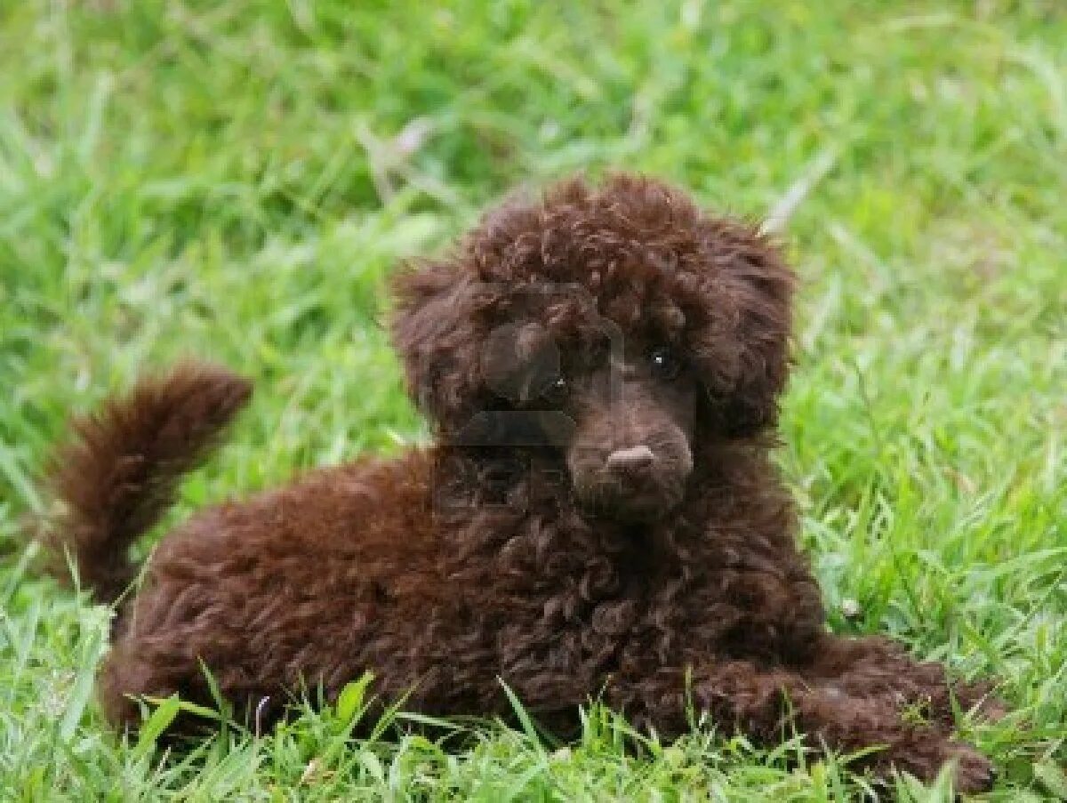 Пудель мини коричневый фото Stock Photo Poodle puppy, Puppies, Free puppies