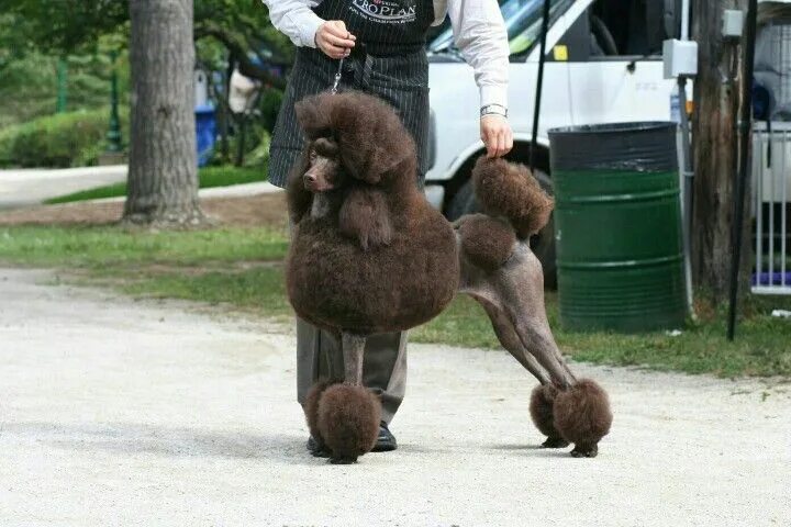 Пудель мини коричневый фото Brown standard poodle. Lovely Standard poodle, Minature poodle, Poodle