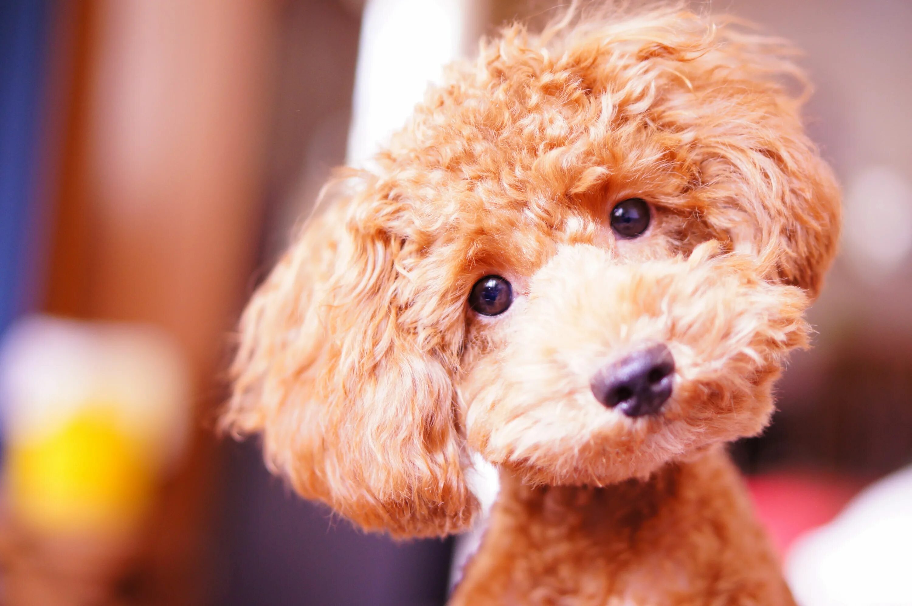 Пудель щенок фото Toy Poodle Mini Dogs on Sale istgeodez.com