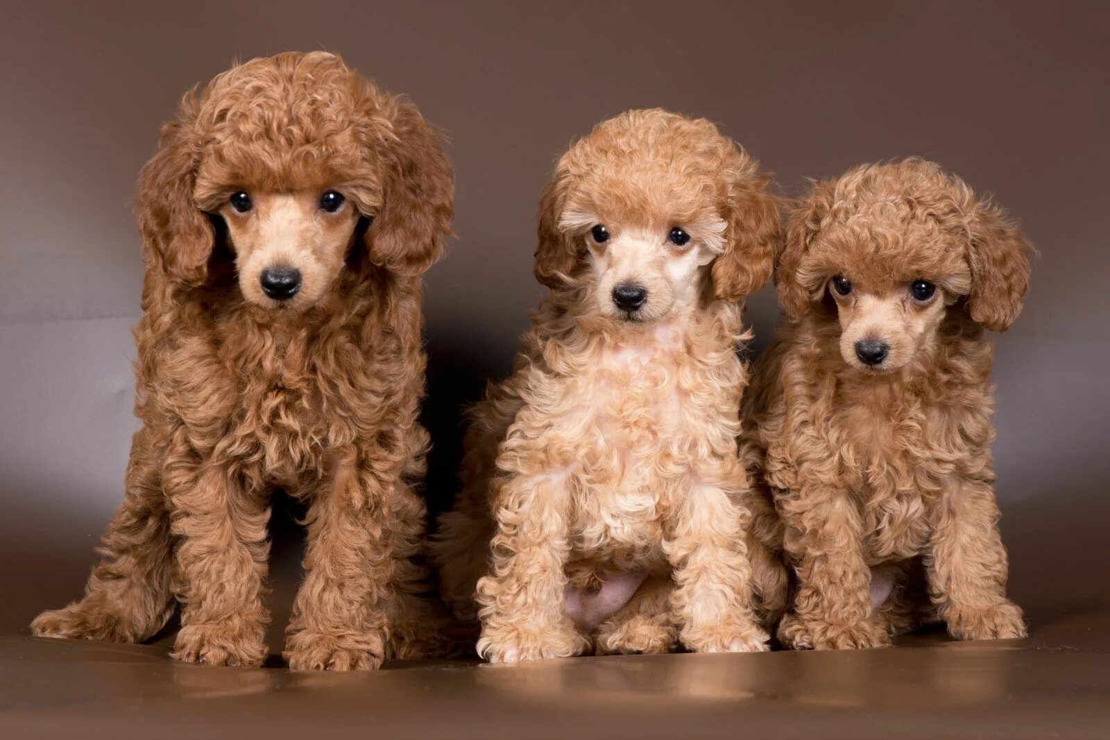 Пудель щенок фото 5 Facts About Miniature Poodles Greenfield Puppies Poodle puppy, Healthiest dog 