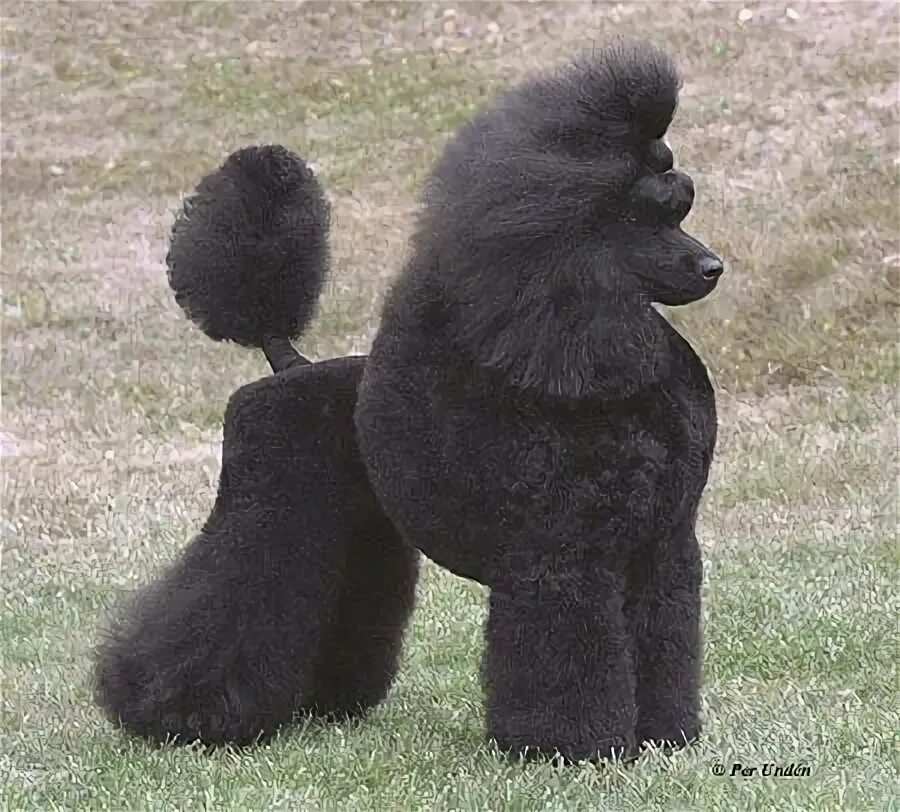 Пудель скандинавский лев фото 900+ Poodles ideas in 2021 standard poodle, poodle, poodle dog