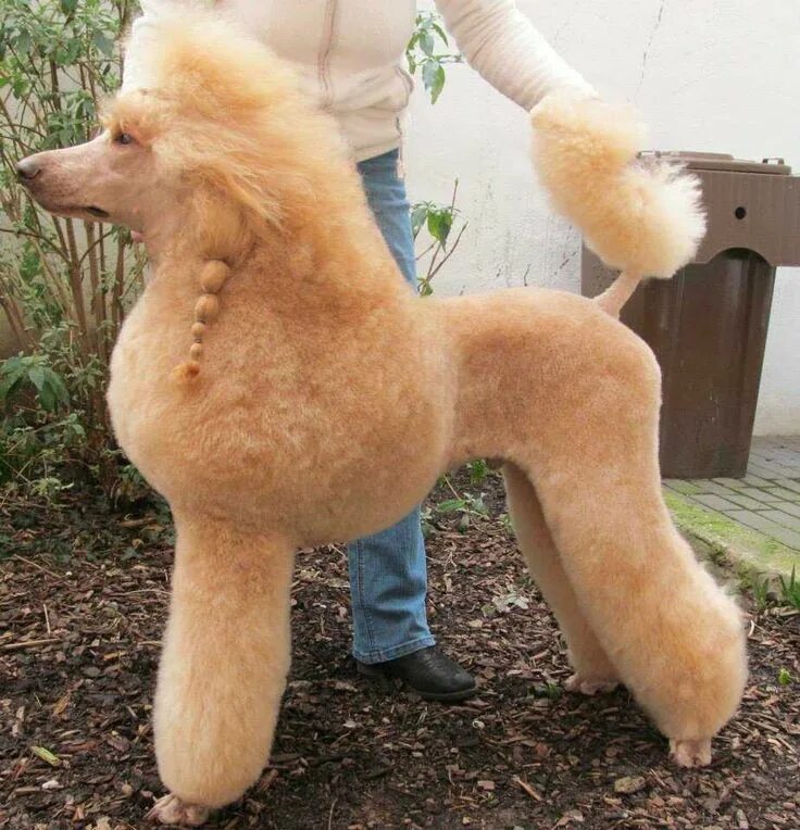 Пудель скандинавский лев фото poodle