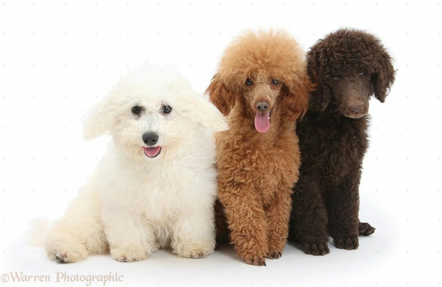 Пудель средний фото Members of the second variety, the Miniature Poodle, had ancestors that were ori