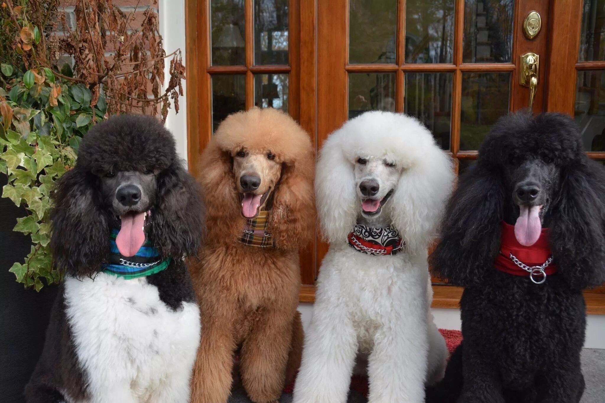 Пудель средний фото Elliott, Lincoln, Oliver Adam - Standard poodles Poodle puppy, Poodle dog, Poodl