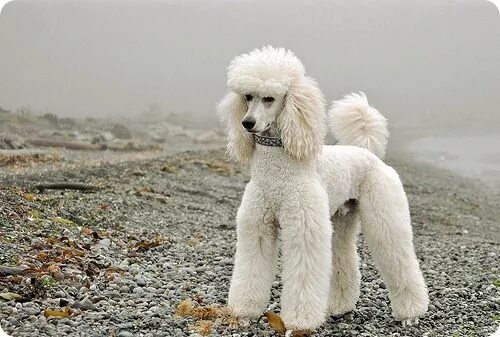 Пудель средний фото Image result for пудель рисунок Dog breeds, Furry friend, Puppies