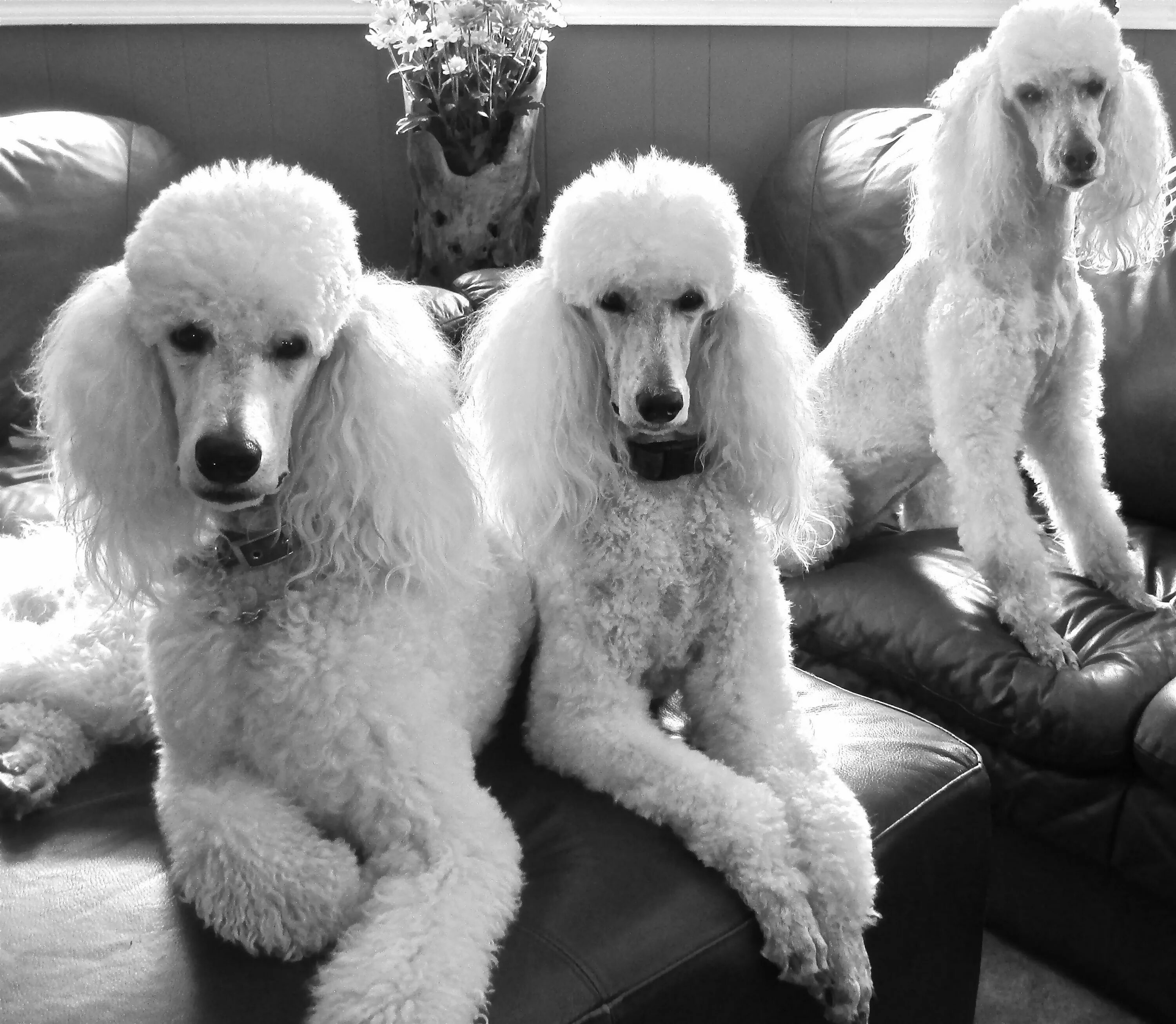 Пудель средний фото Rodeo, Tori and Vision Poodle dog, Poodle, Standard poodle