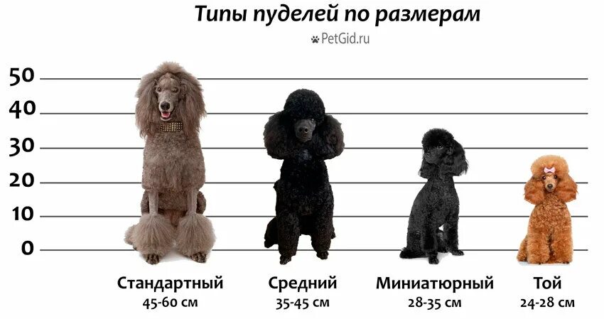 Пудель средний фото Какие бывают пудели? DianaFriendDog Дзен