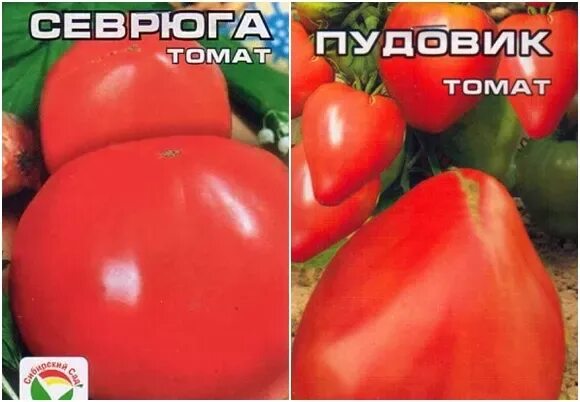 Пудовик томат описание фото ✅ Tomato Sevryuga (Pudovik): characteristics and description of the variety, yie