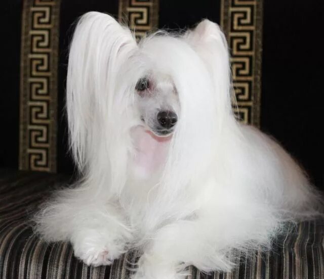 Пуховые собаки фото Chinese crested dog - Dajana Born Blonde - powderpuff female