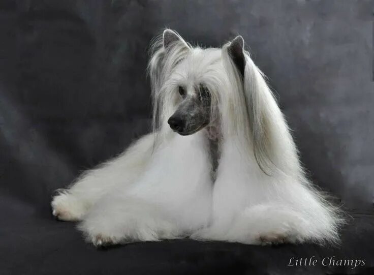 Пуховые собаки фото Pin on Chinese crested dog