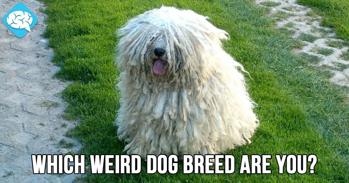 Пули овчарка фото Which Weird Dog Breed Are You? BrainFall Dog breeds, Crazy dog, Dog quizzes