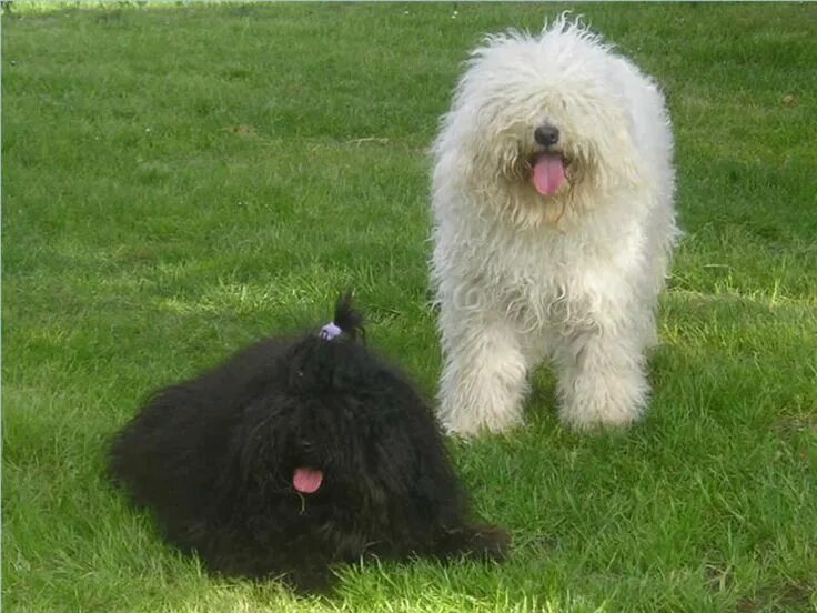 Puli Breed haha its a mop Dog breed info, Puli dog breed, Puli dog