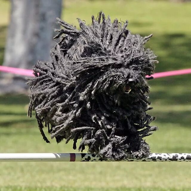 Пули собака фото Пули - венгерская пастушья порода. Puli dog, Dog breeds, Puli