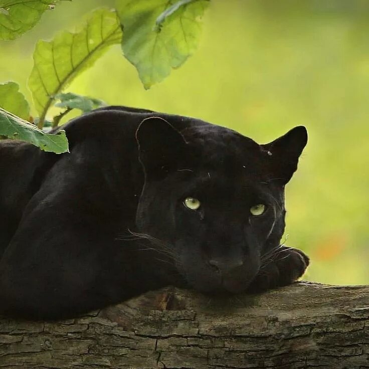 Пума фото животного черная Пин от пользователя Carla Robertson-Nevarez на доске Leopards and Jaguars Детены