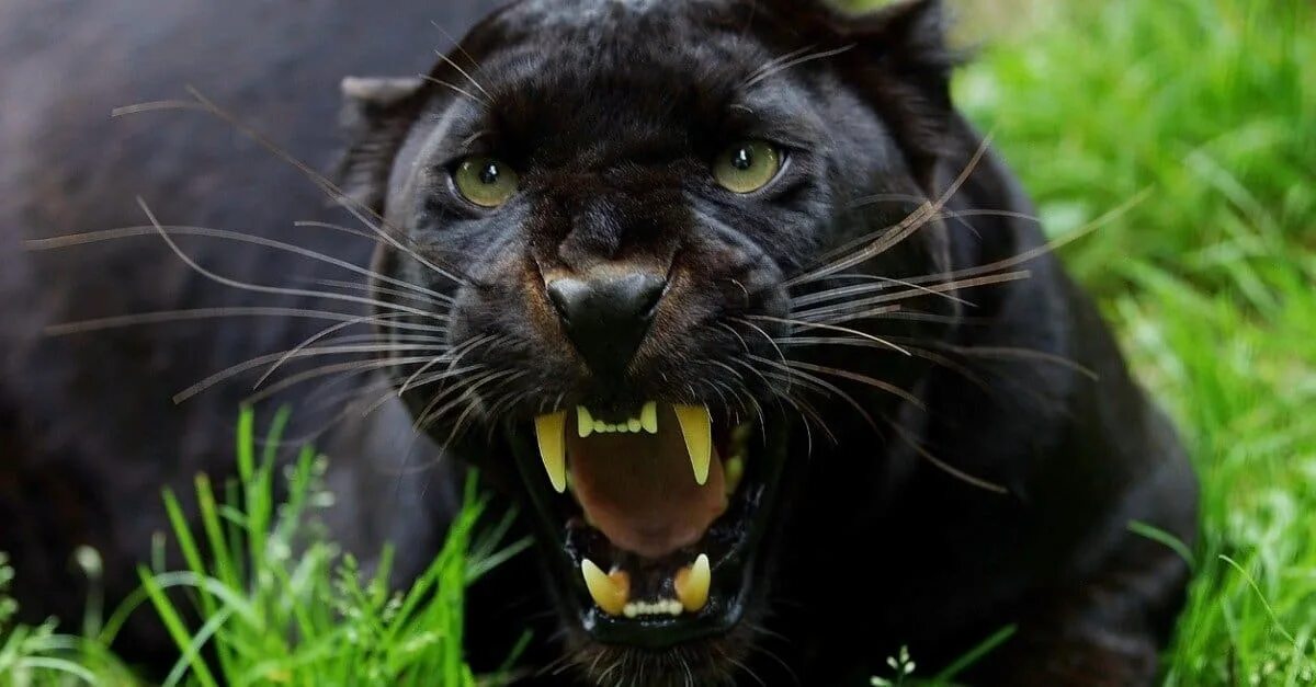 Пума фото животного черная What Do Panthers Eat? 15 Animals They Hunt For Food - A-Z Animals