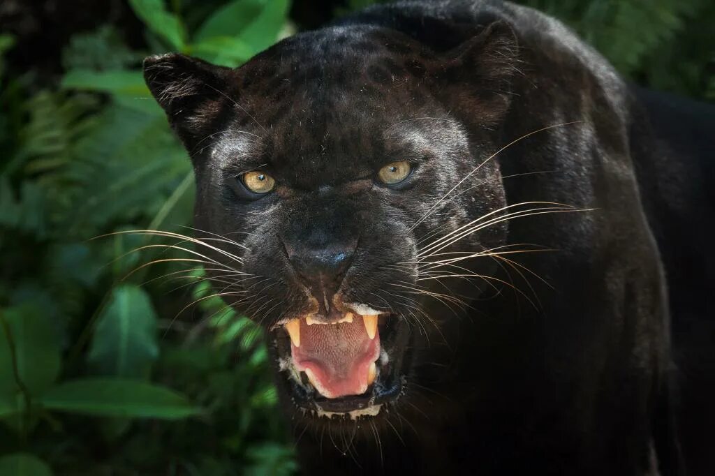 Пума фото животного черная Black panther' spotted in Scotland just a 'large domestic cat