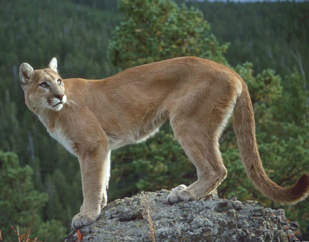 Пума фото животного в хорошем качестве A onça-parda ou puma (nome científico: Puma concolor), é um mamífero carnívoro d