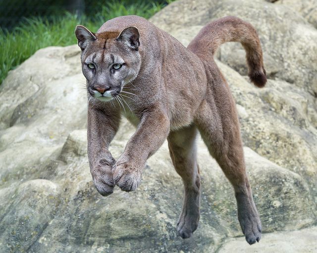 Пума картинки животного Viktoria jumping II Beautiful cats, Feline, Black footed cat