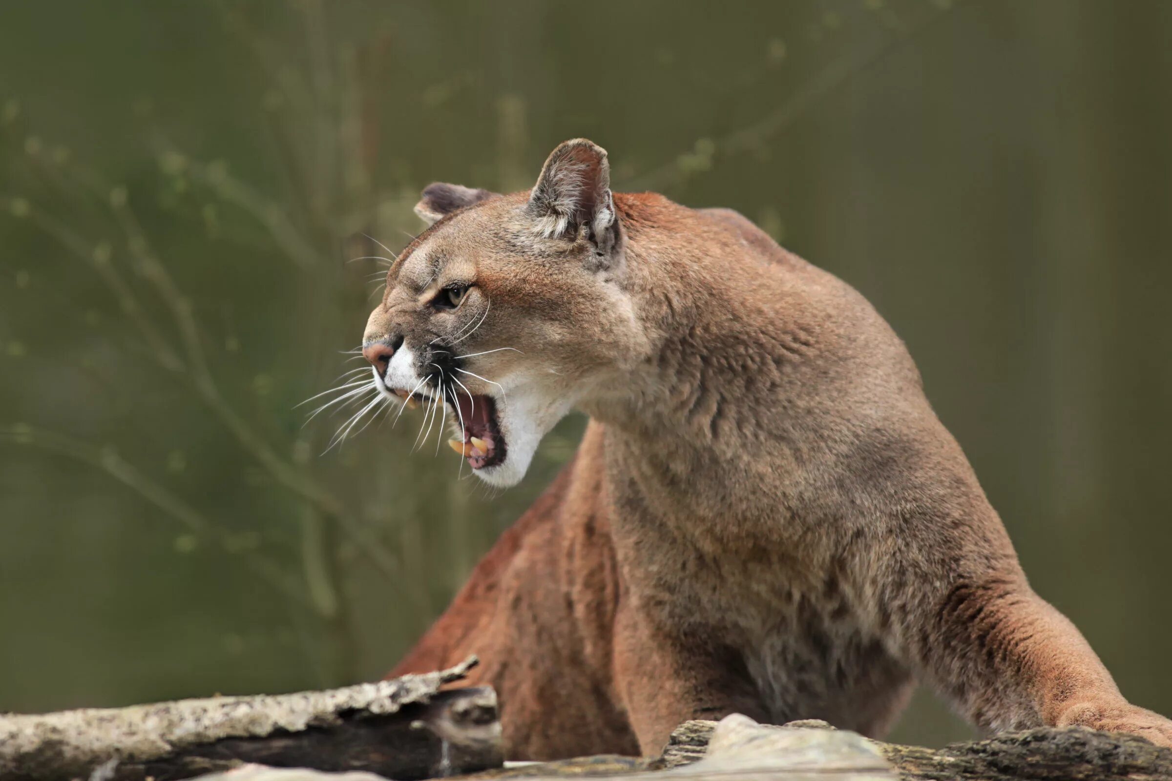 Пума картинки животного Puma in bad mood JuzaPhoto